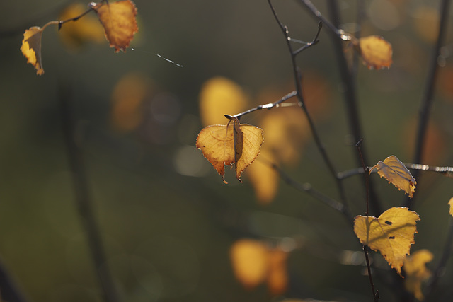 Feuilles bouleau