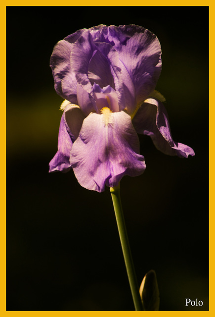 Iris germánica + 2 (Notas)