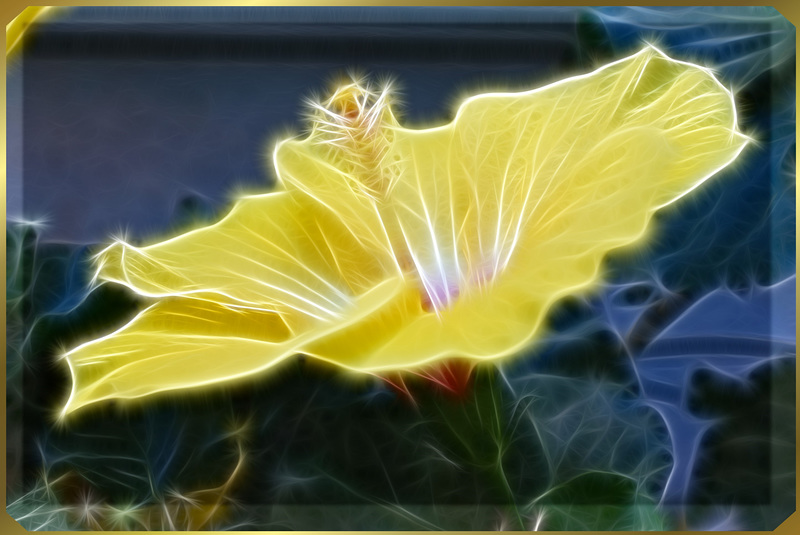 Enlightened hibiscus flower. ©UdoSm