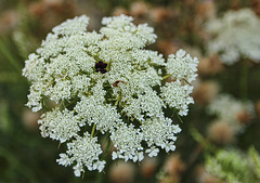 Queen Anne's Lace