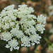 Queen Anne's Lace