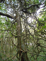 DSCN1296 - figueira-mata-pau Coussapoa microcarpa & tamanqueiro Alchornea triplinervia, Euphorbiaceae