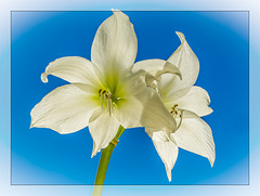 White Hippeastrum