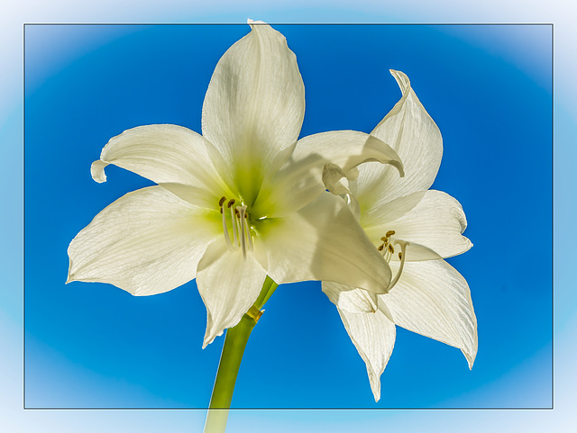 White Hippeastrum