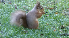 A frosty morning's breakfast