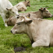 Cattle near Burrough Hill