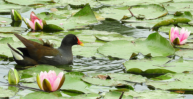 Between Flowers