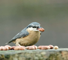 Nuthatch (31)