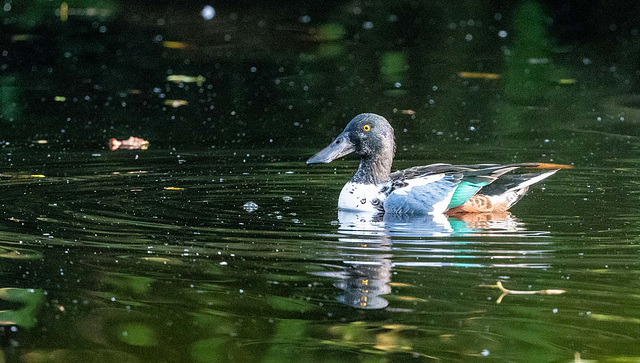 Shoveler duck