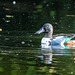 Shoveler duck