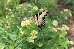 Enjoying the Lantana blooms...