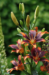 Asiatic Lily