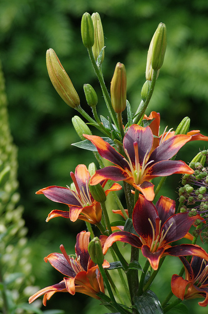 Asiatic Lily