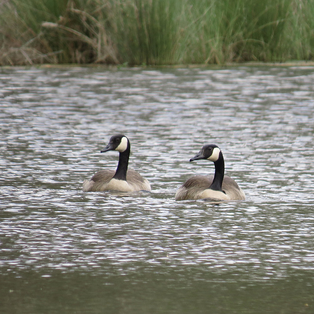 Canada geese on the pond