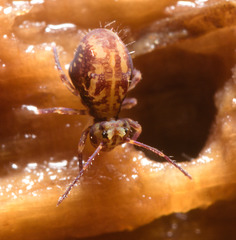 IMG 9409 Springtail