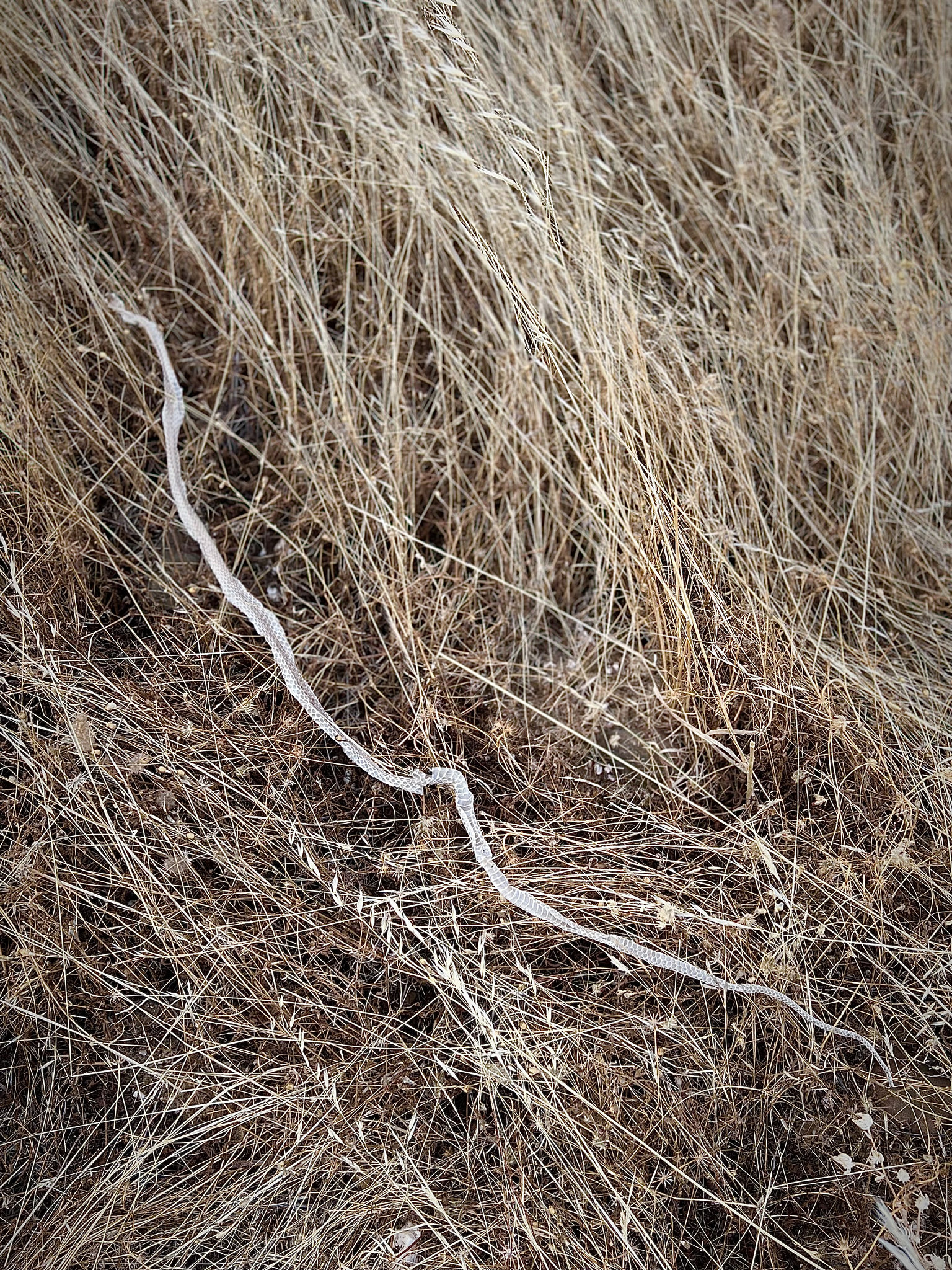 Malpolon monspessulanus, Penedos