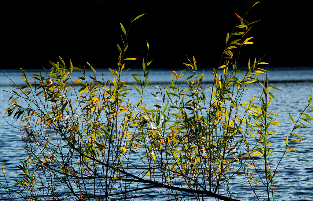 Zweig im See