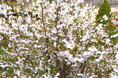 Zierkirsche - Blüten für Bienen - floroj por abeloj