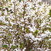 Zierkirsche - Blüten für Bienen - floroj por abeloj