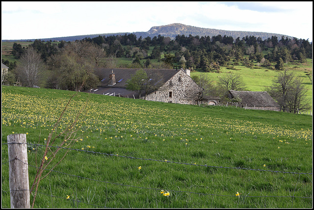 Jonquilles aux Infruits