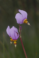 Few-flowered Shooting Star