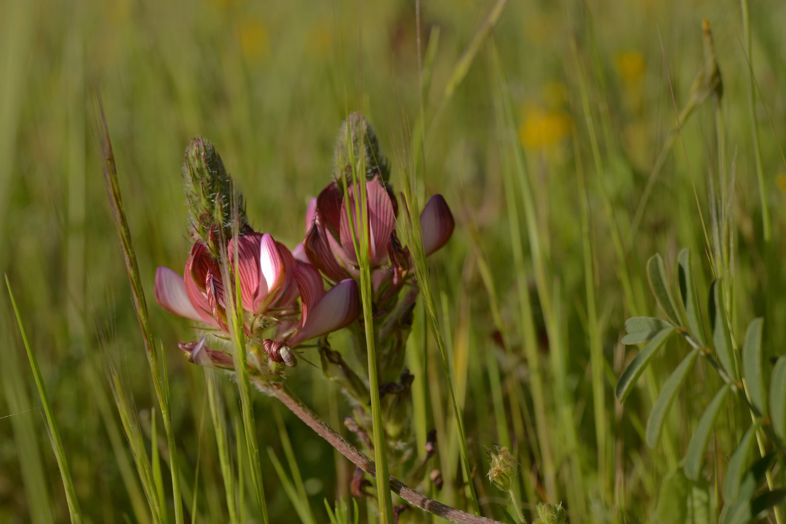 Onobrychis humilis