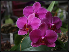 Phalaenopsis hybride (1)