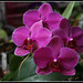 Phalaenopsis hybride (1)