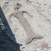 Sand Mermaid  AND  a Turtle  ~~  Tybee Island, Savannah, Georgia~~USA