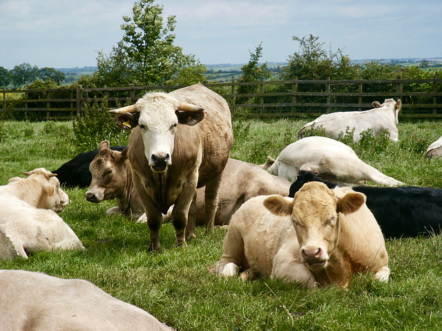 Cattle near Burrough Hill