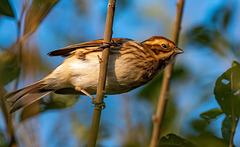 Female reed bunting