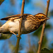 Female reed bunting