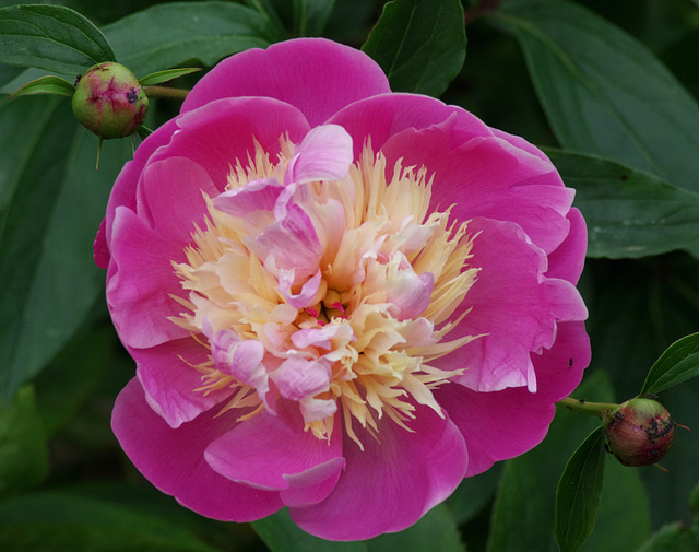 Peony