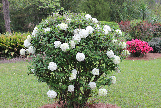 Snow Ball bush... see info