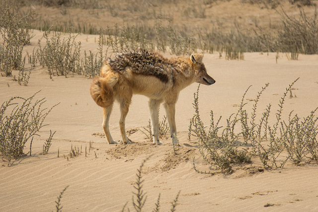 Namibia-0331