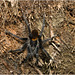 IMG 1928 Tarantula