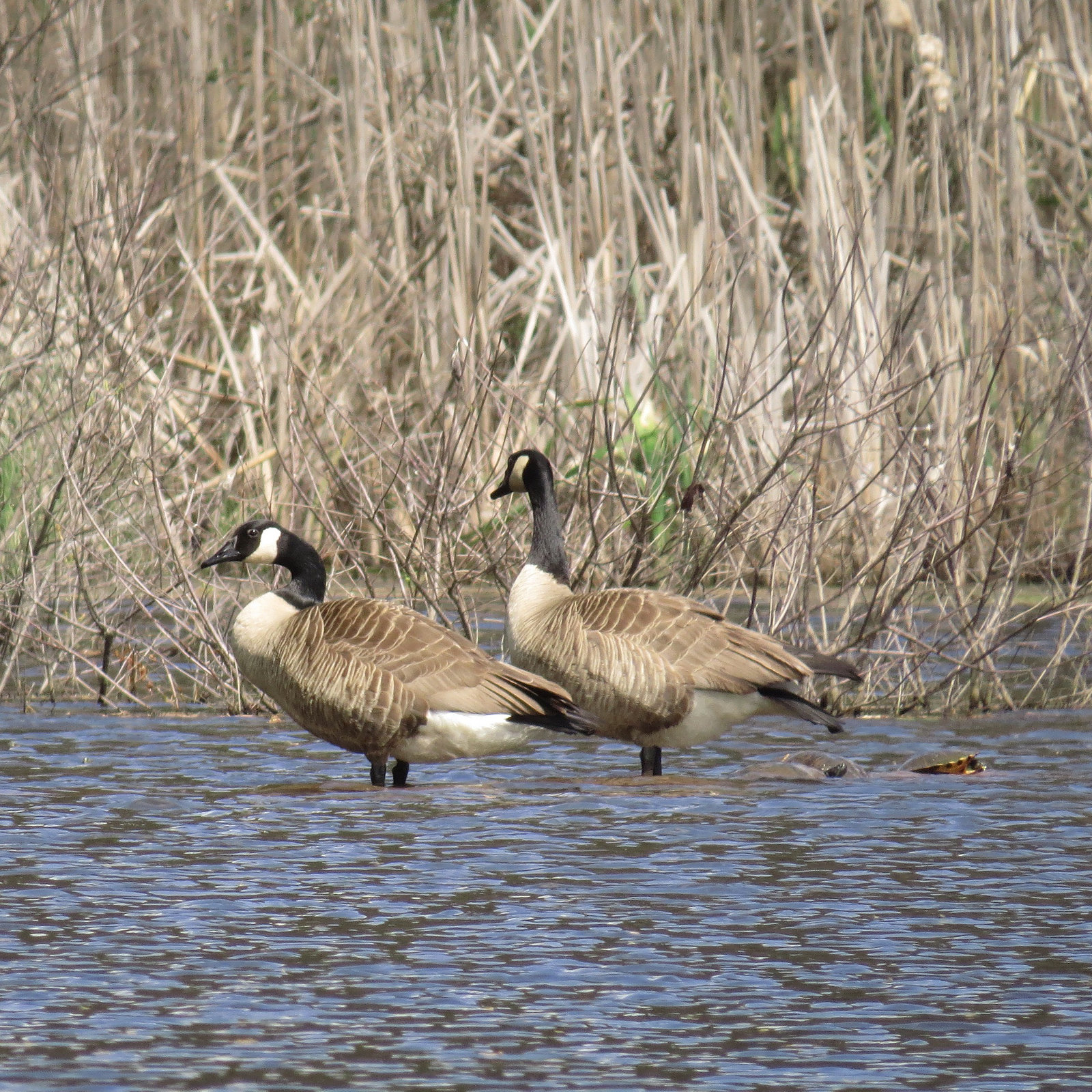 Canada geese & turtles on the pond