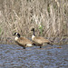 Canada geese & turtles on the pond