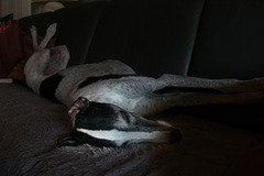 Micky entspannt sich auf dem Sofa