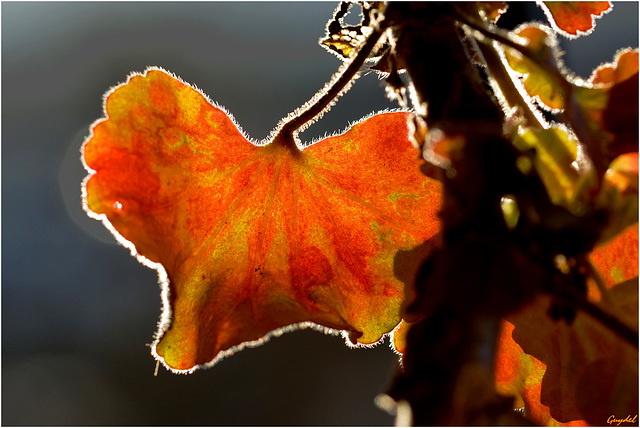 La Vieille Feuille ( Géranium ) ...