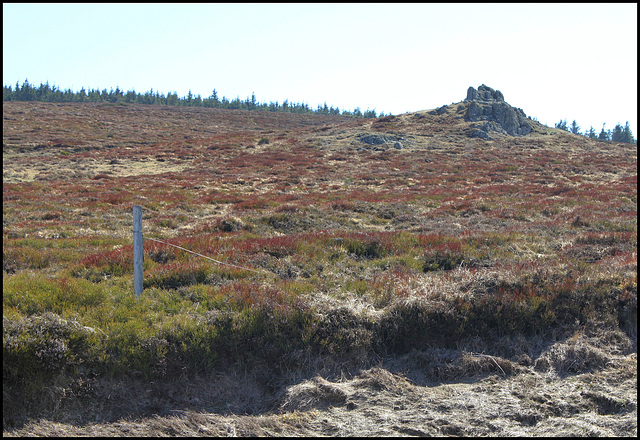 les landes à Ericacées (2)