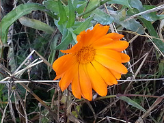 Novemberblüte