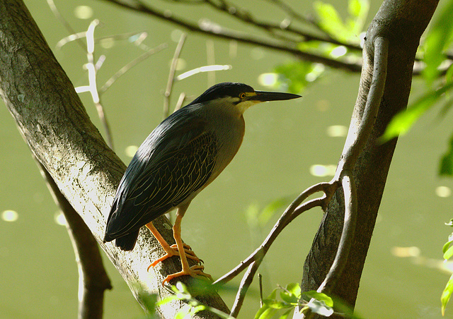 Striated Heron EF7A5661