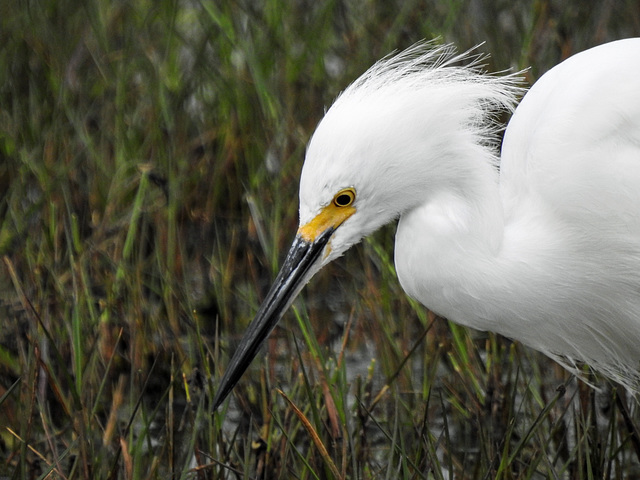 Day 2, Snow Egret / Egretta thula