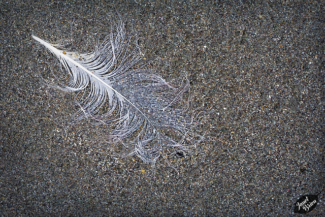 feather-on-sand