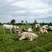 Cattle near Burrough Hill