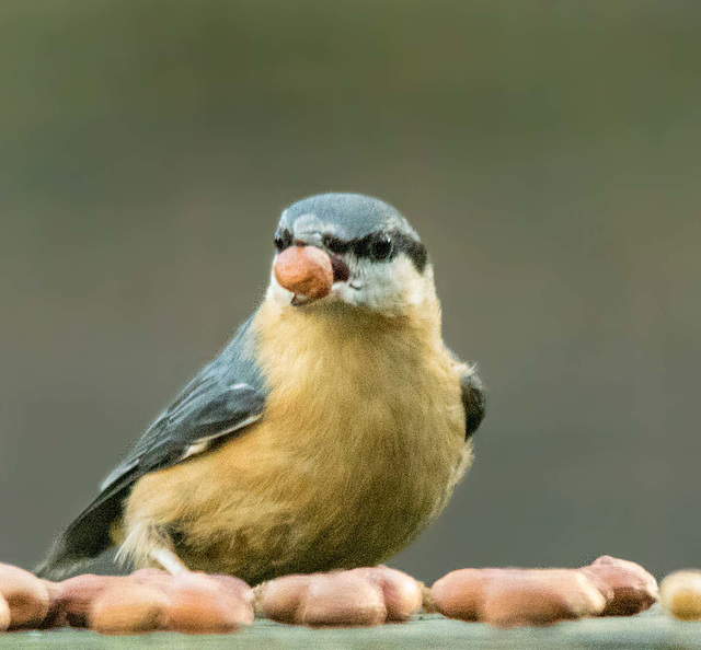 Nuthatch (33)