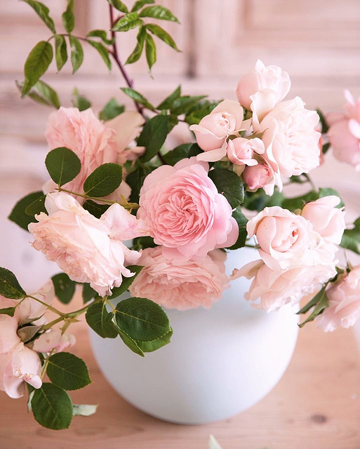 Roses anciennes d'un rosier planté par maman il y a bien longtemps!