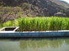 Water tank and sugar-cane.