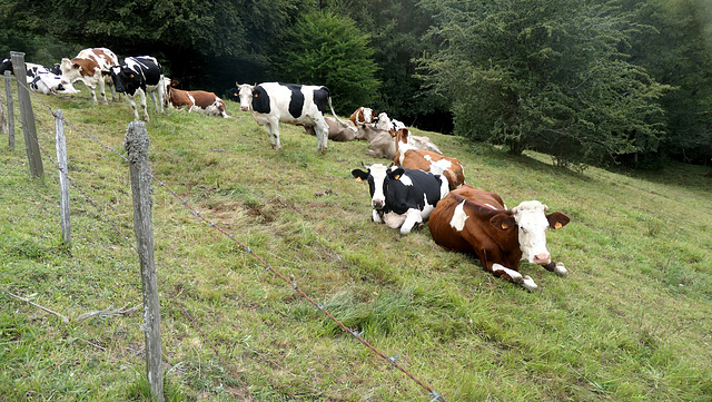 HAPPY FENCE FRIDAY